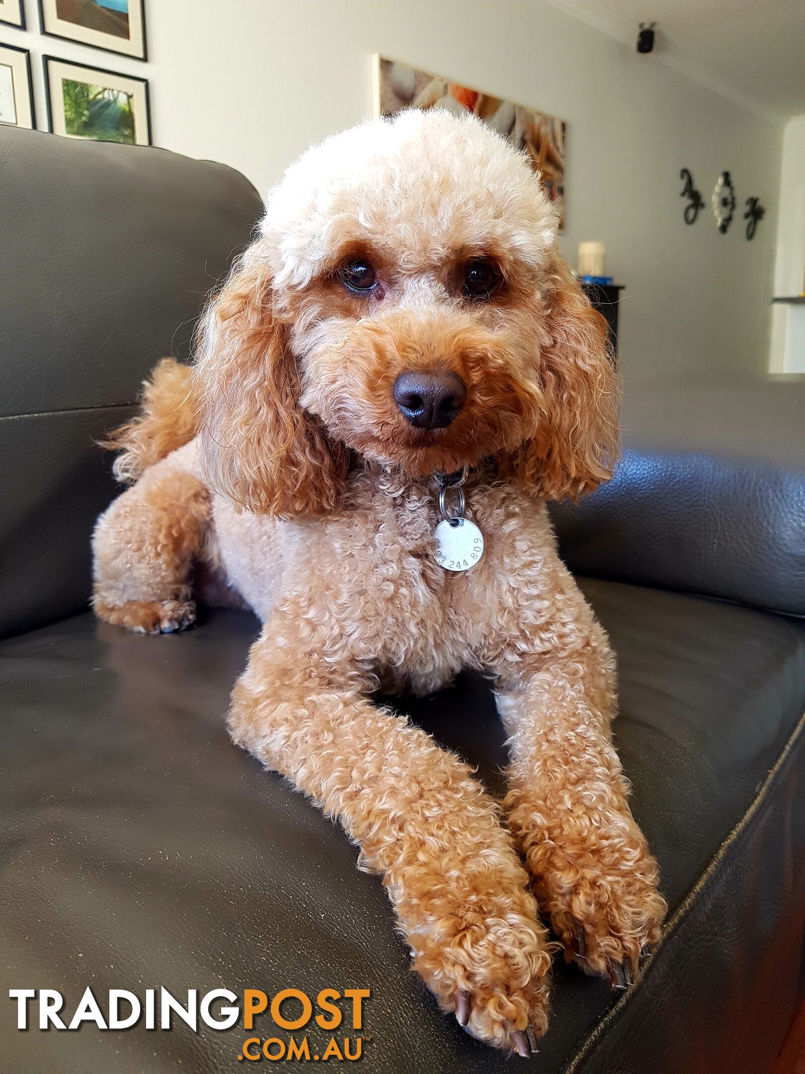 Red Toy Poodle STUD service only - Not for sale