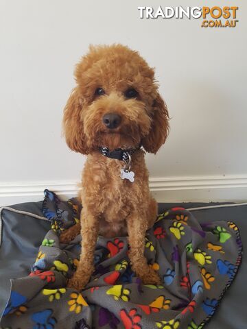 Red Toy Poodle STUD service only - Not for sale