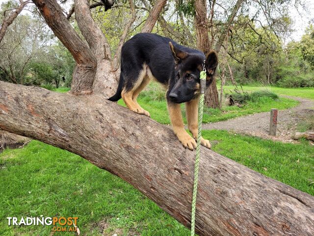 K&#246;nig - Pure Bred German Shepherd Dog