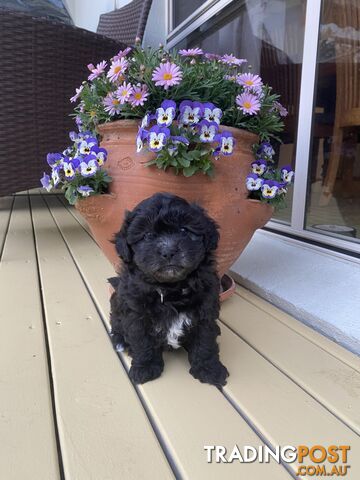 READY NOW Shih Tzu x Toy poodle puppies, first generation