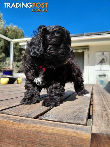READY NOW Shih Tzu x Toy poodle puppies, first generation