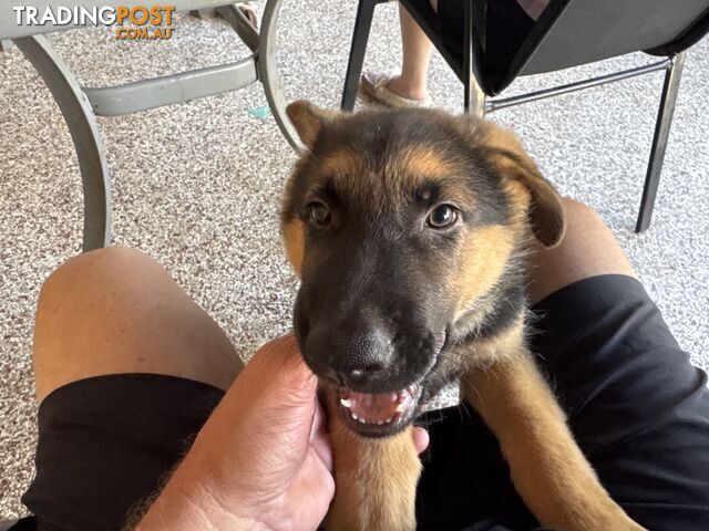 German Shepard puppies.