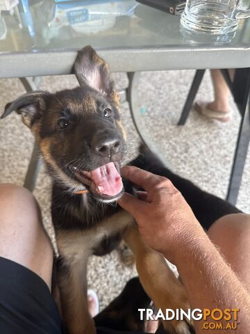 German Shepard puppies.