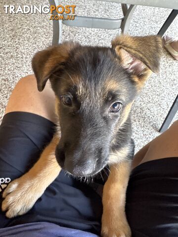 German Shepard puppies.