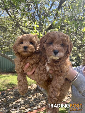 Toy Cavoodle Puppies READY NOW
