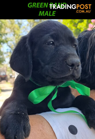 READY NOW! Purebred Labrador Puppy&amp;amp;Cute Playful Cute &amp;amp; Inquisitive!