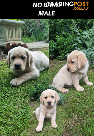 READY NOW! Purebred Labrador Puppies Cute Inquisitive Black And Gold!