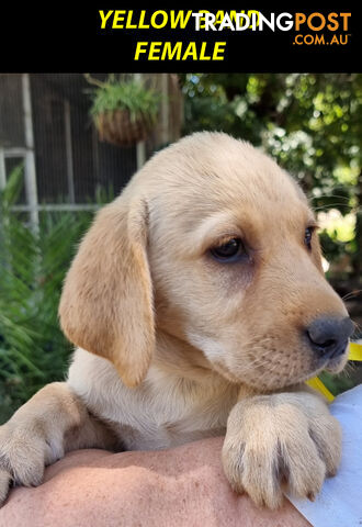 READY NOW! Purebred Labrador Puppy&amp;amp;Cute Playful Cute &amp;amp; Inquisitive!