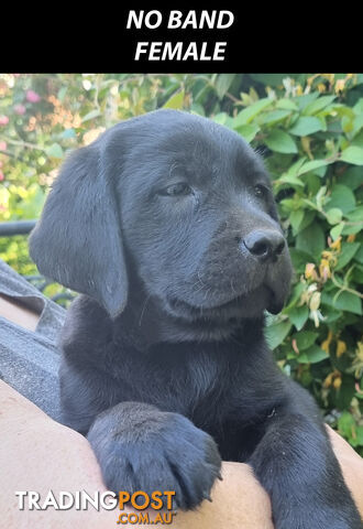 READY NOW! Purebred Labrador Puppies Cute Inquisitive Black And Gold!