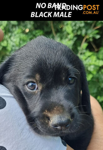 READY NOW! Purebred Labrador Puppy&Cute Playful Cute & Inquisitive!