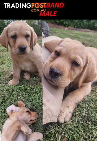 READY NOW! Purebred Labrador Puppies Cute Inquisitive Black And Gold!