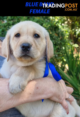 READY NOW! Purebred Labrador Puppies Cute Inquisitive Black And Gold!