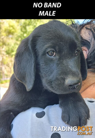 READY NOW! Purebred Labrador Puppy& Cute Playful Cute & Inquisitive!