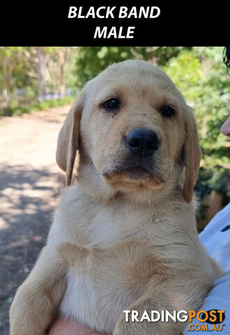 READY NOW! Purebred Labrador Puppy&amp;amp;Cute Playful Cute &amp;amp; Inquisitive!