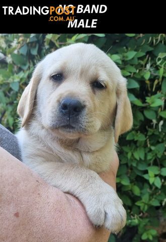 READY NOW! Purebred Labrador Puppies Cute Inquisitive Black And Gold!