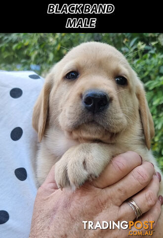 READY NOW! Purebred Labrador Puppy&#39;s Cute Playful Cute &amp; Inquisitive!