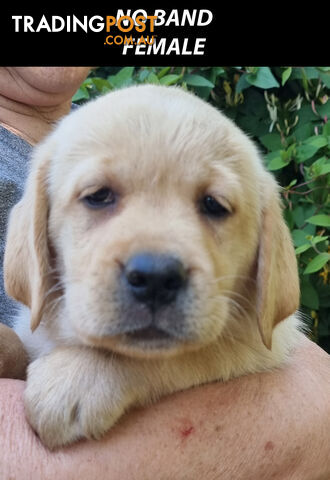 READY NOW! Purebred Labrador Puppies Cute Inquisitive Black And Gold!