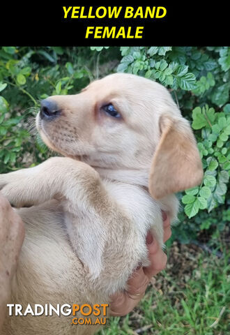 READY NOW! Purebred Labrador Puppy&#39;s Cute Playful Cute &amp; Inquisitive!