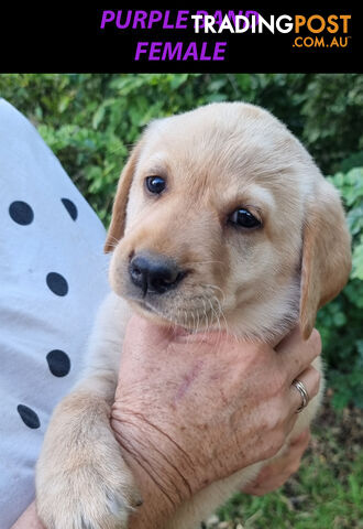 READY NOW! Purebred Labrador Puppy&#39;s Cute Playful Cute &amp; Inquisitive!