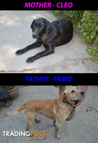 READY NOW! Purebred Labrador Puppies Cute Inquisitive Black And Gold!