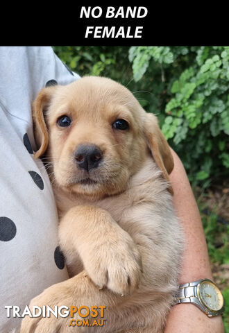 READY NOW! Purebred Labrador Puppy&#39;s Cute Playful Cute &amp; Inquisitive!