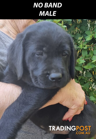 READY NOW! Purebred Labrador Puppies Cute Inquisitive Black And Gold!