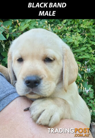 READY NOW! Purebred Labrador Puppies Cute Inquisitive Black And Gold!