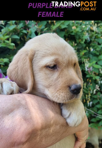 READY NOW! Purebred Labrador Puppies Cute Inquisitive Black And Gold!