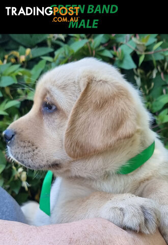 READY NOW! Purebred Labrador Puppies Cute Inquisitive Black And Gold!