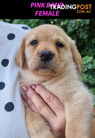 READY NOW! Purebred Labrador Puppy&#39;s Cute Playful Cute &amp; Inquisitive!