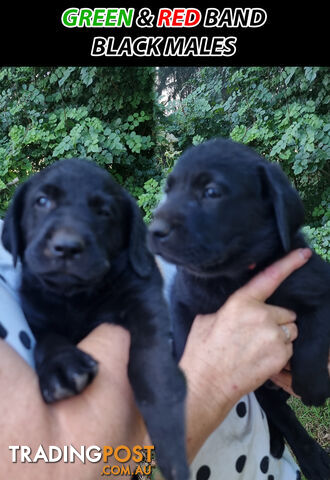 READY NOW! Purebred Labrador Puppy&#39;s Cute Playful Cute &amp; Inquisitive!