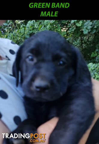 READY NOW! Purebred Labrador Puppy&Cute Playful Cute & Inquisitive!