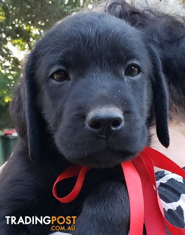 16 Labrador Retriever Puppies in Australia