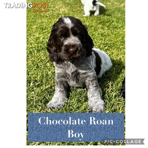 Purebred cocker spaniel puppies