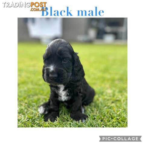 Purebred cocker spaniel puppies