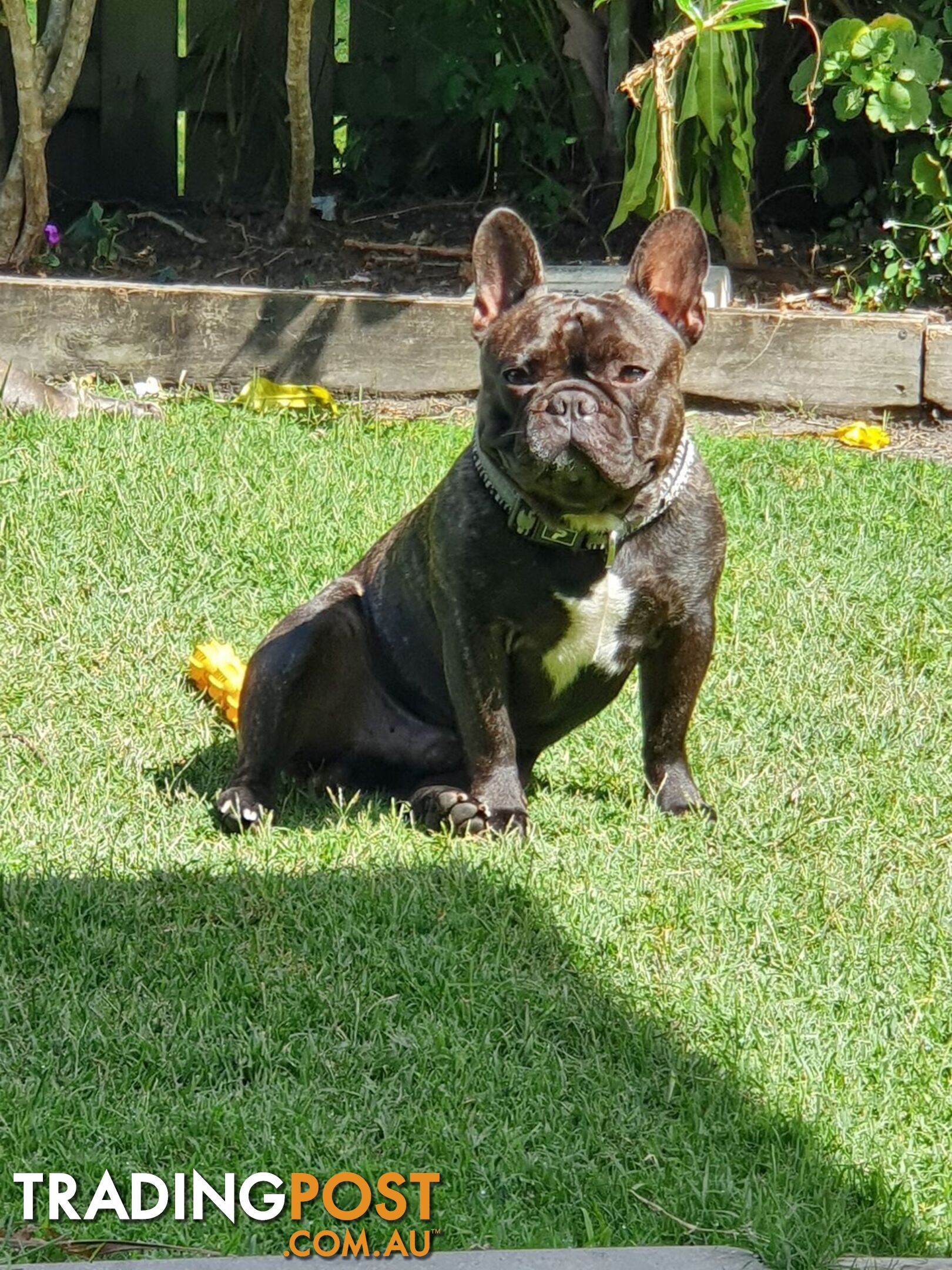 Purebred French Bulldog Pair