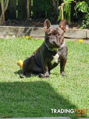 Purebred French Bulldog Pair