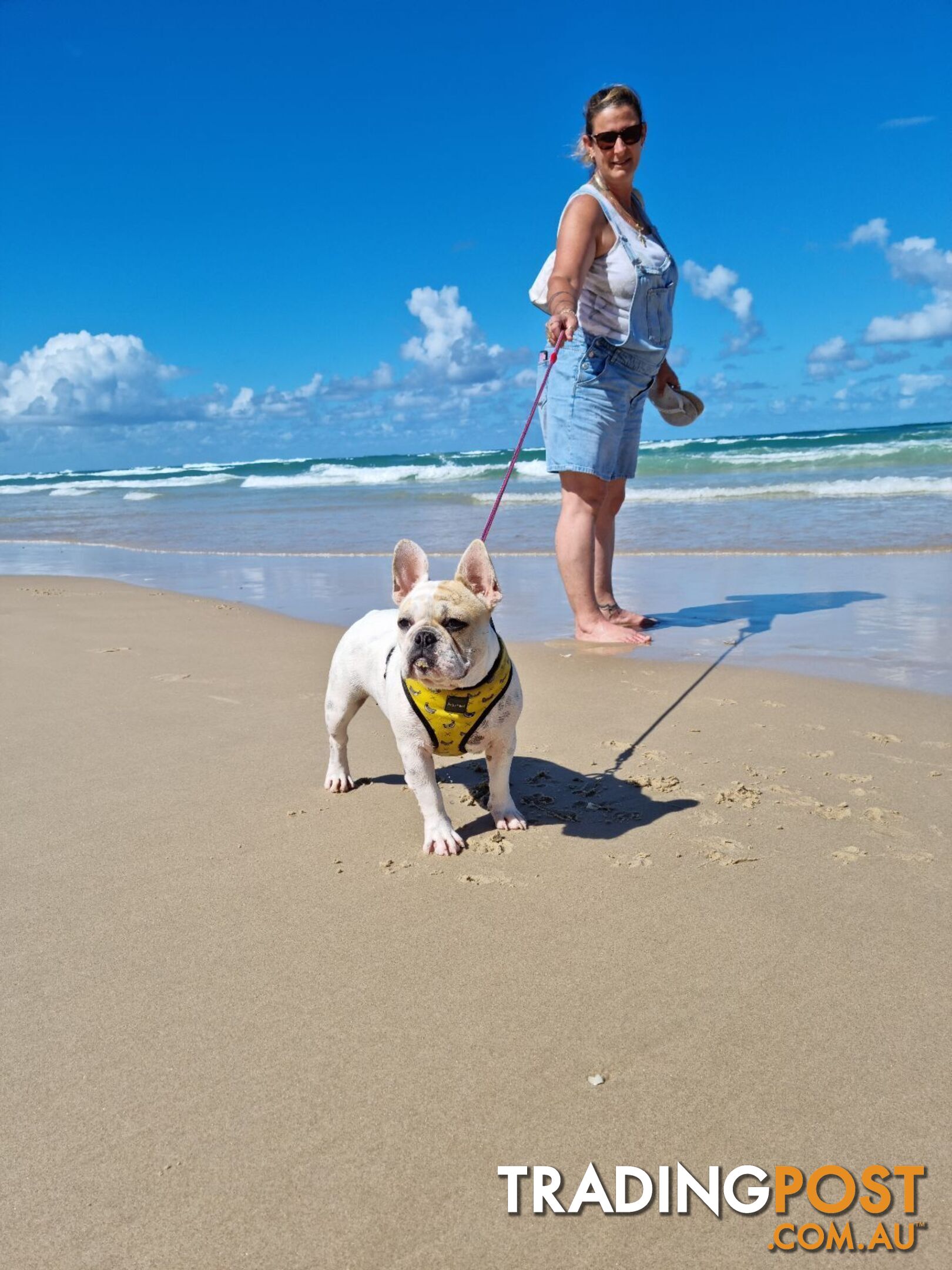 Purebred French Bulldog Pair