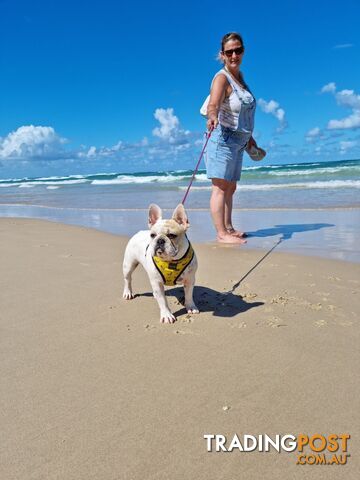 Purebred French Bulldog Pair