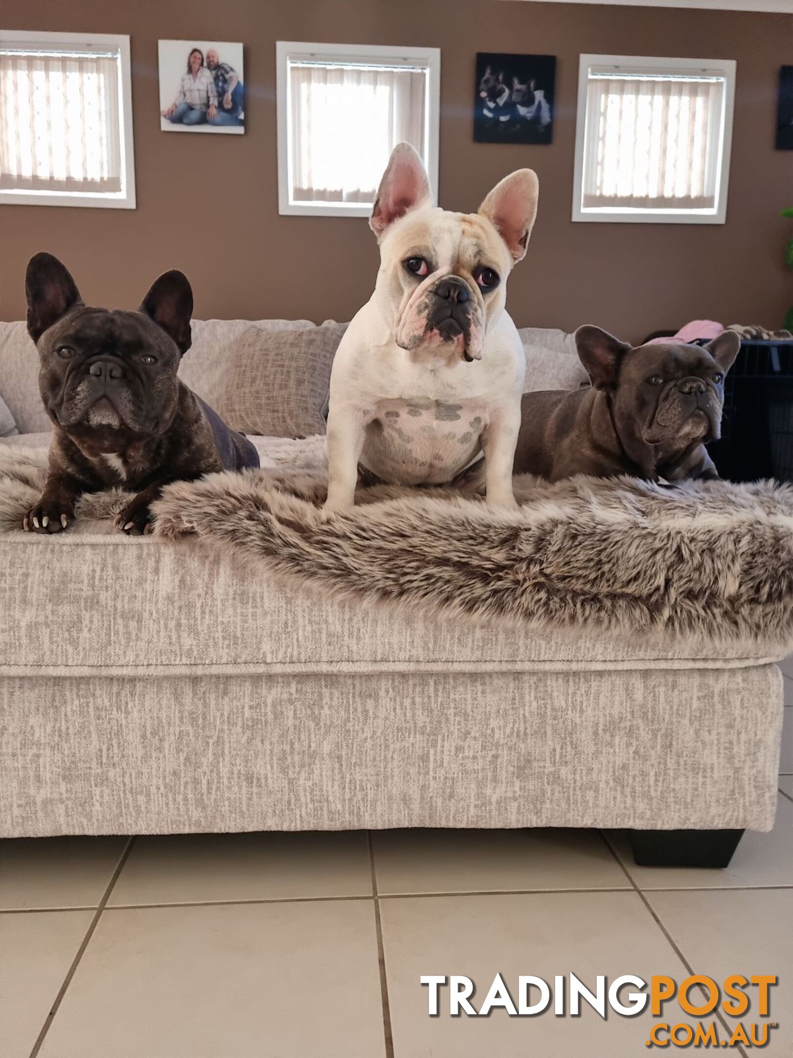 Purebred French Bulldog Pair