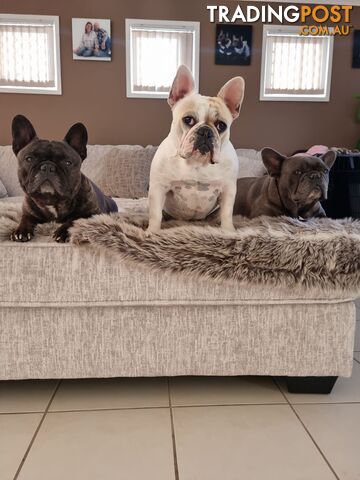 Purebred French Bulldog Pair