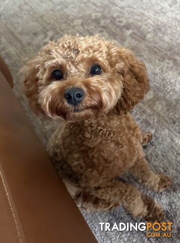 Cavoodle girl