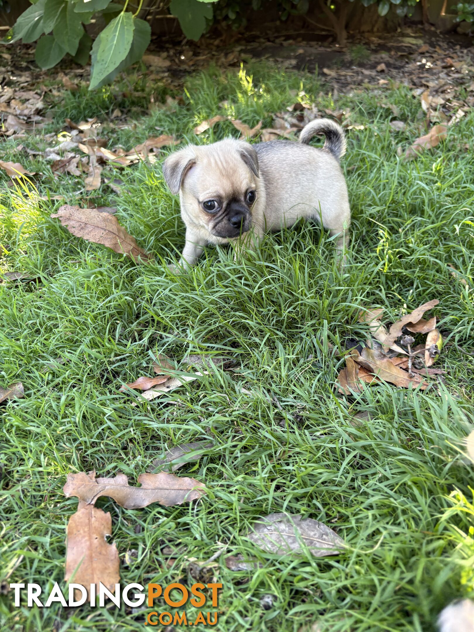 Chug Puppies