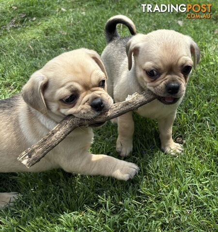 Chug Puppies