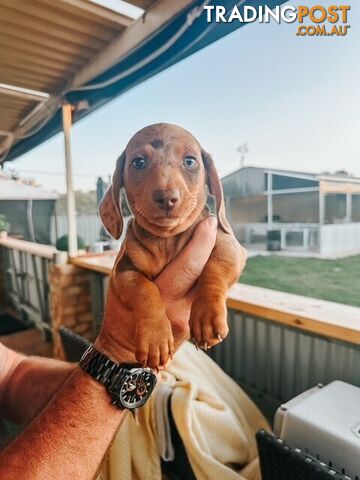 Miniature Dachshund Puppies For Sale