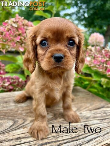 Pure Breed Cavalier King Charles Spaniel Puppies
