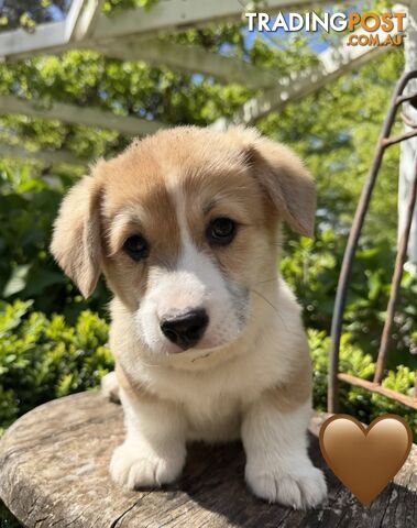 Welsh Corgi Pembroke Puppies