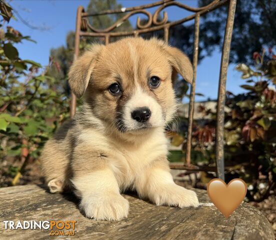 Welsh Corgi Pembroke Puppies