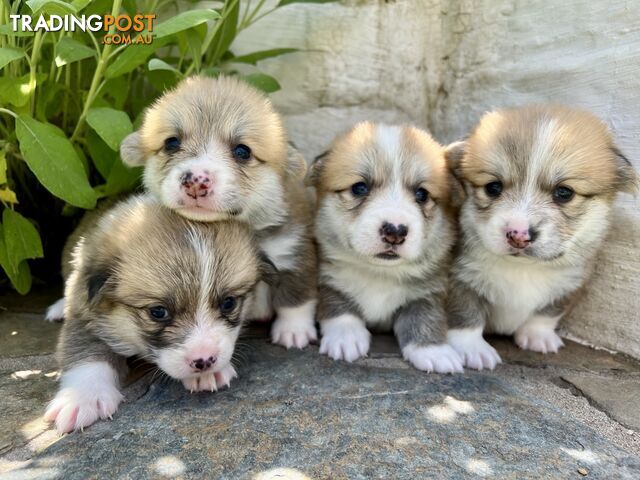 Welsh Corgi Pembroke Puppies