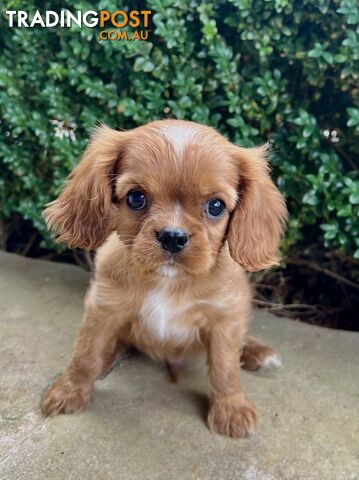 Pure Breed Cavalier King Charles Spaniel Puppies